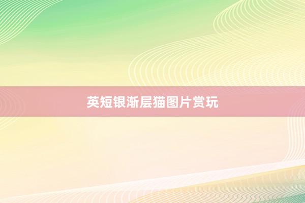 英短银渐层猫图片赏玩